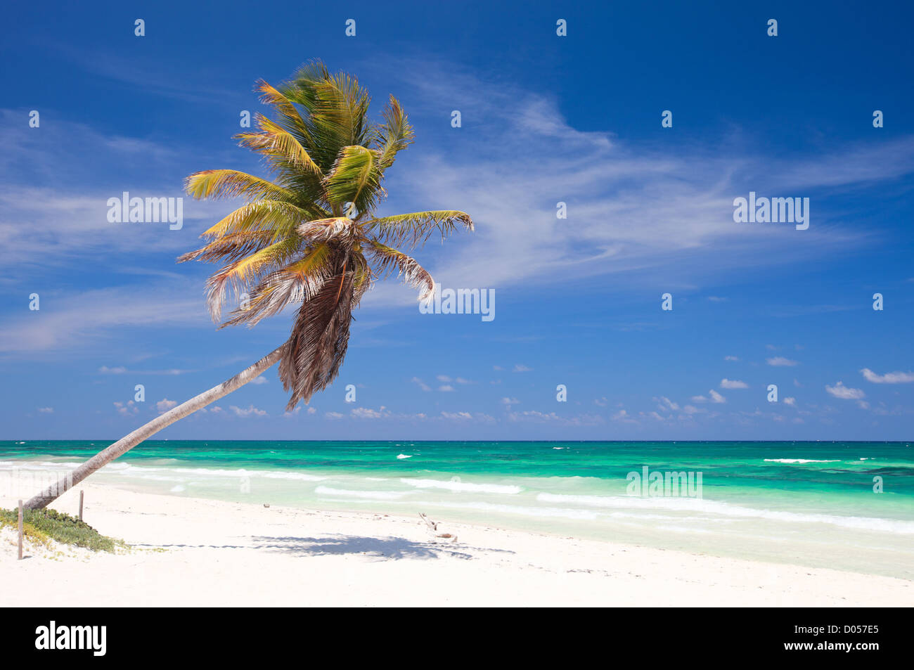 Coconut Palm Beach Stockfoto