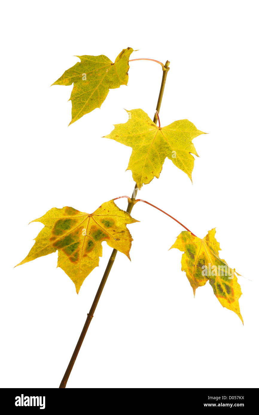 Roteiche (Quercus Rubra) Blätter im Herbst auf weißem Hintergrund Stockfoto