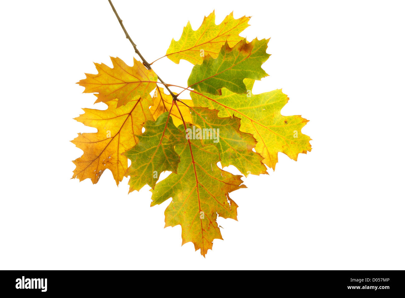 Roteiche (Quercus Rubra) Blätter im Herbst auf weißem Hintergrund Stockfoto