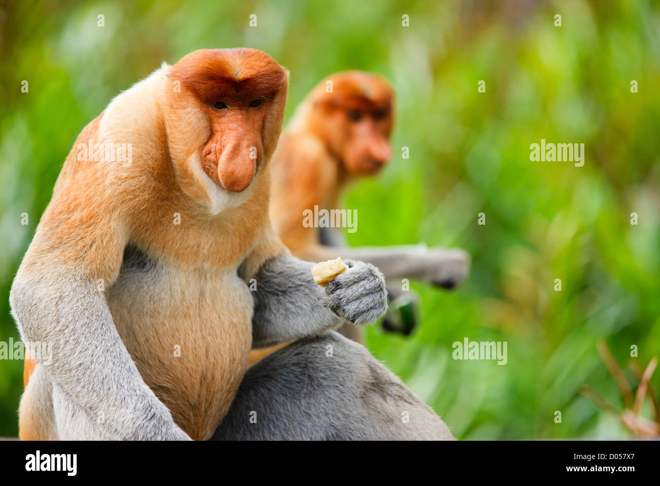 Nasenaffen Stockfoto