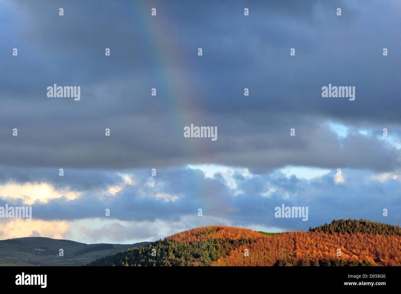 Aberystwyth, Wales. 17. November 2012. Nach einem Nachmittag Schauer erscheint ein Regenbogen über dem Wald am Rande der Cambrian Mountains, Aberystwyth, Ceredigion, Wales, UK 17. November 2012. Bildnachweis: John Gilbey / Alamy Live News Stockfoto