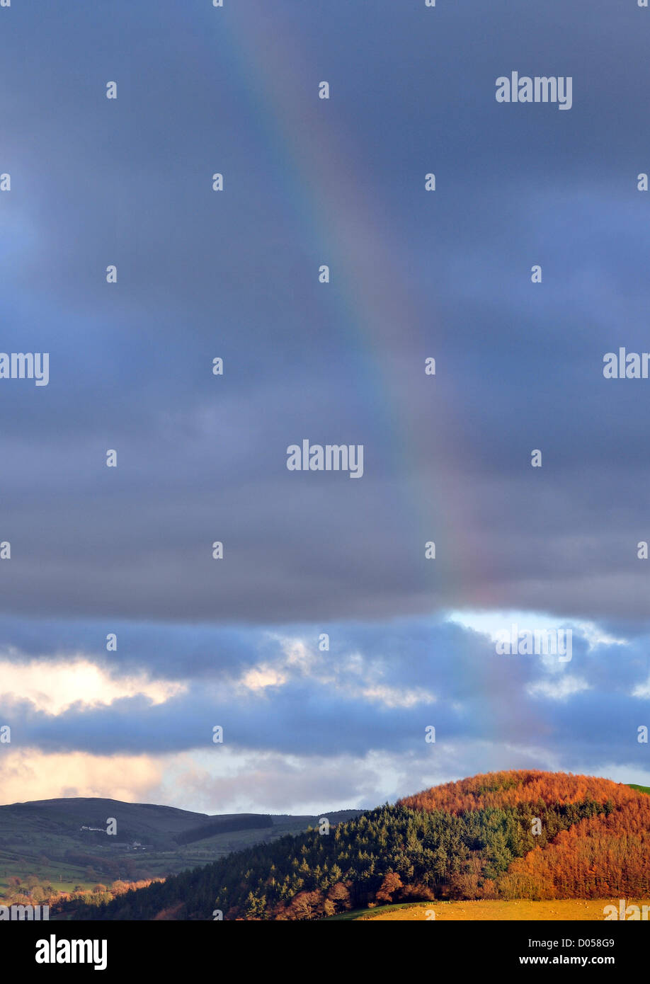 Aberystwyth, Wales. 17. November 2012. Nach einem Nachmittag Schauer erscheint ein Regenbogen über dem Wald am Rande der Cambrian Mountains, Aberystwyth, Ceredigion, Wales, UK 17. November 2012. Bildnachweis: John Gilbey / Alamy Live News Stockfoto