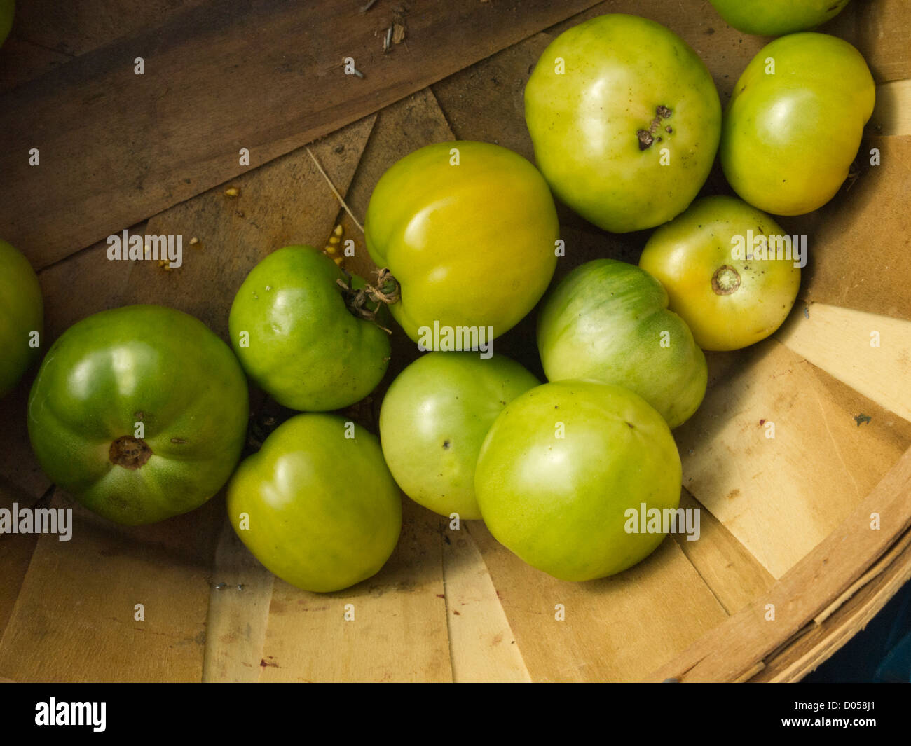 Korb mit grünen Tomaten, Vermont, USA Stockfoto