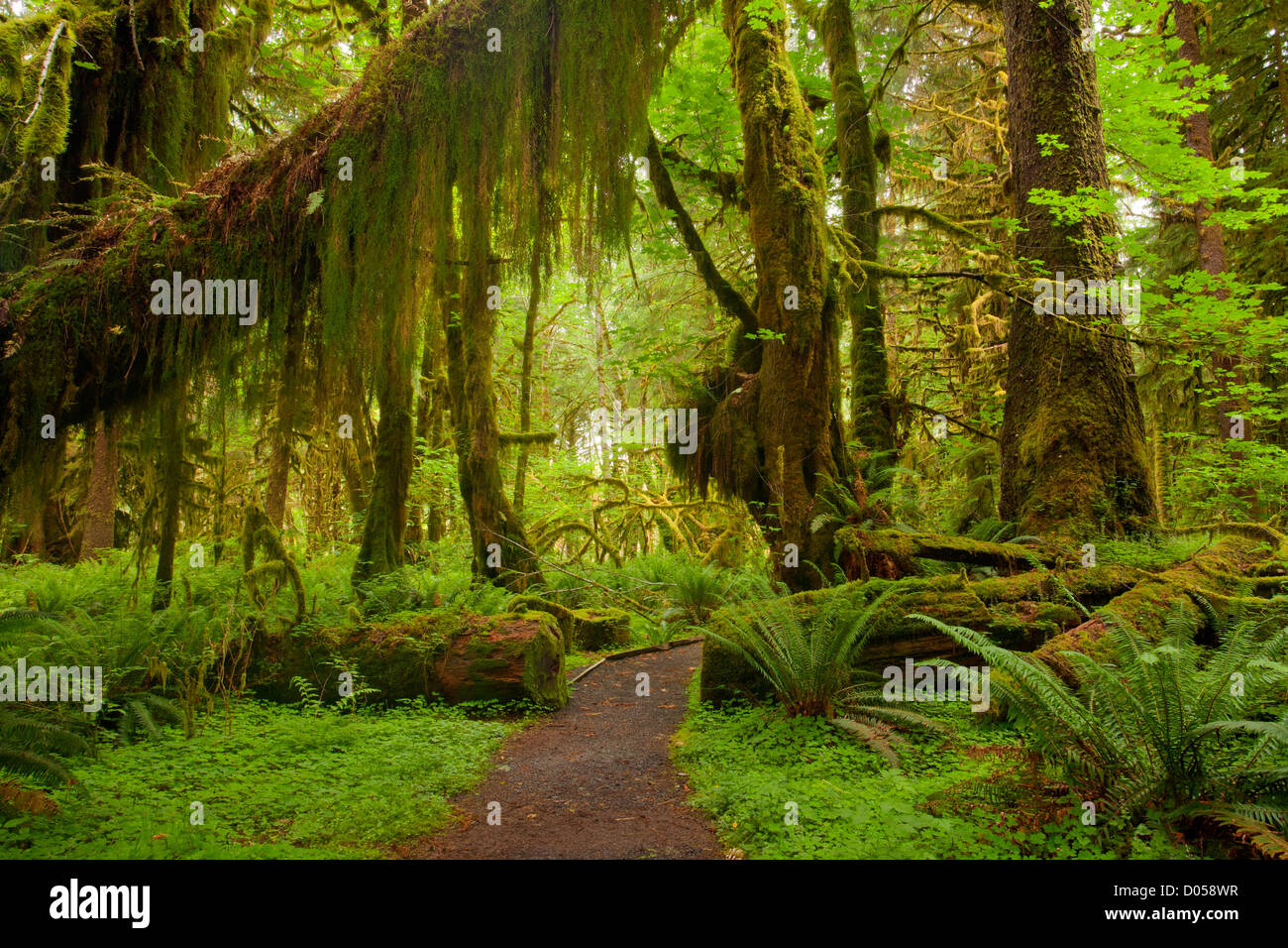 WA06653-00... WASHINGTON - Ahorn Glade Naturlehrpfad im Herzen des Quinault Rain Forest in Olympic Nationalpark. Stockfoto