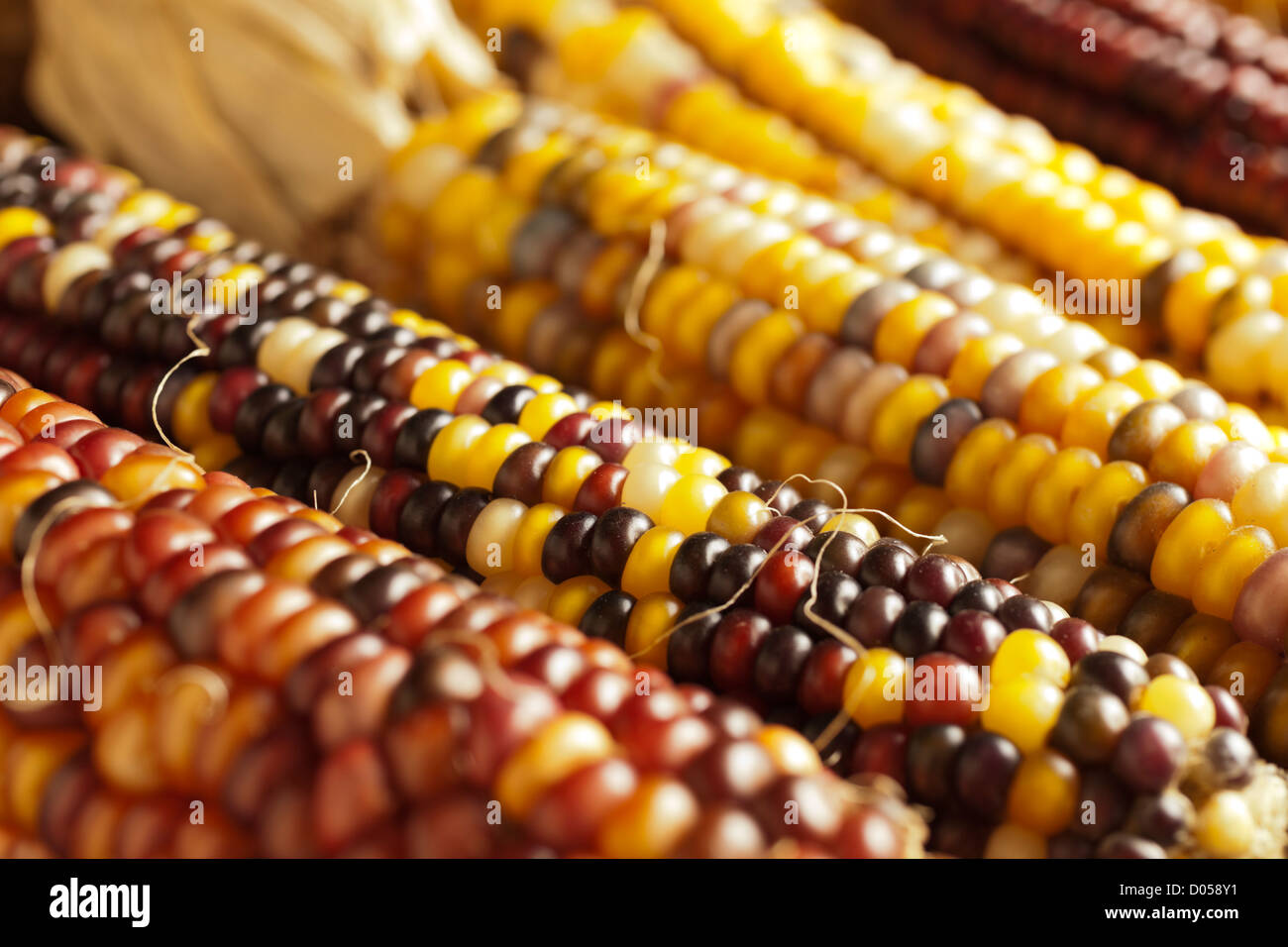Getrockneten Mais genannt auch indischer Mais Stockfoto