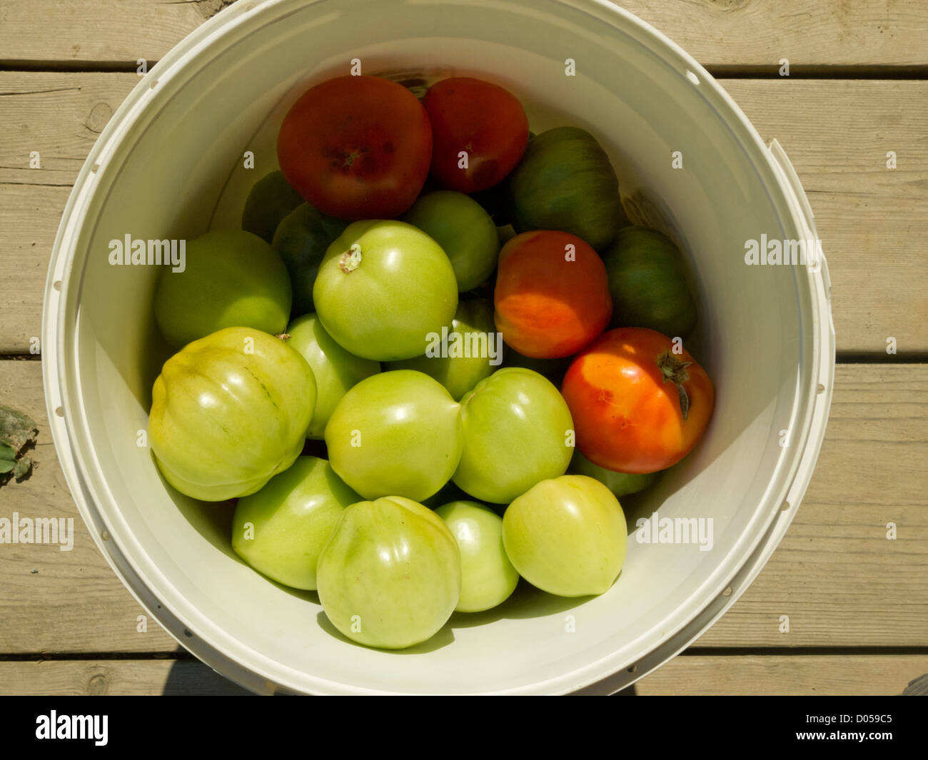 Ende der Saison grüne Tomaten, Vermont, USA Stockfoto