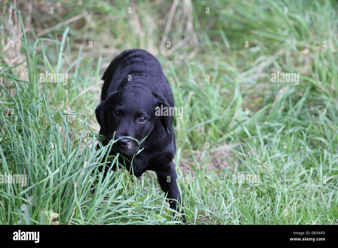 Labrador Retriever Welpen in Rasen Stockfoto