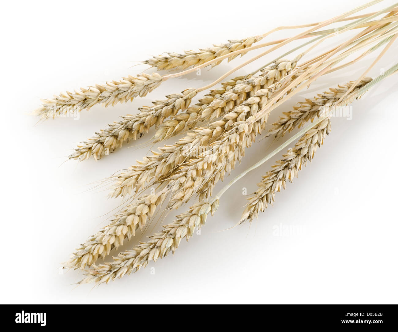 Stiele von Weizen auf weißem Hintergrund Stockfoto