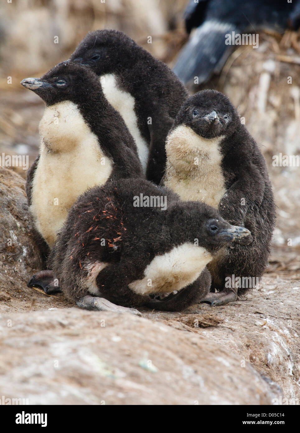 Eine Gruppe von Jugendlichen Rockhopper Penguins auf New Island, den Falkland-Inseln. Stockfoto