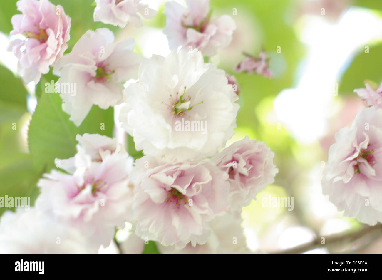 Eine Gruppe von rosa und weißen Rhododendren als impressionistischen Abstract fotografiert. Stockfoto