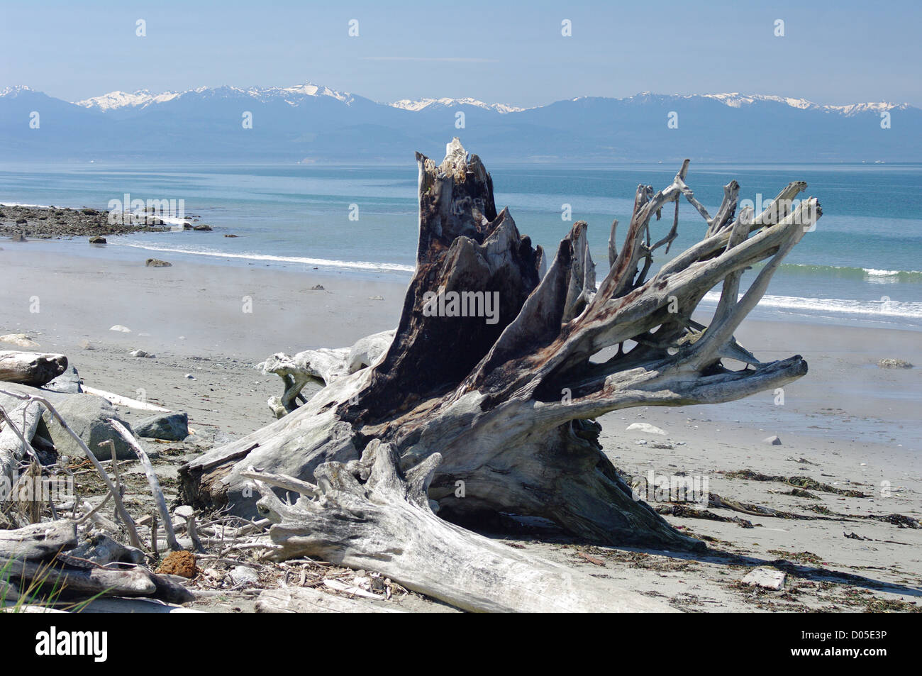 Eine große Treibholz Baumwurzel auf der Küste von Mutiny Bay-Puget Sound aus West Beach, Whidbey Island, Washington, USA. Stockfoto