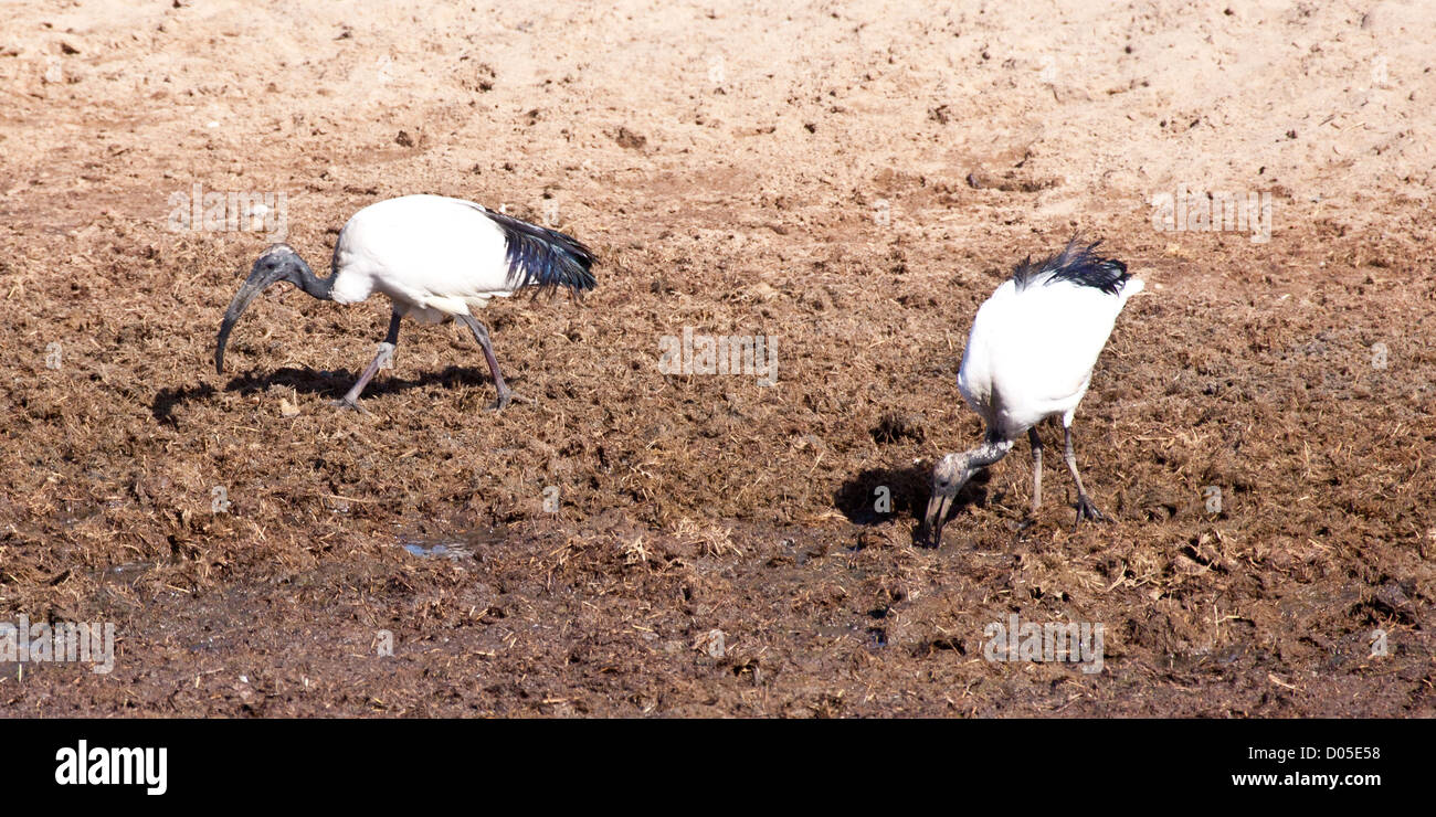 Sacred Ibis am Ufer eines Flusses. Serengeti Nationalpark, Tansania Stockfoto