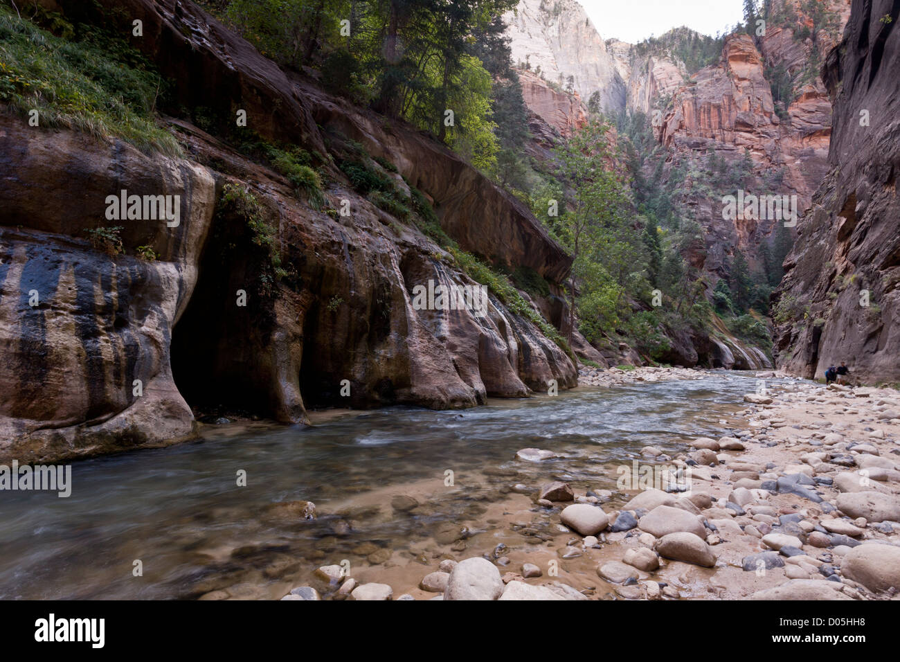 Die Narrows, Canyon auf der North Fork Virgin River, Zion Canyon Nationalpark, Utah, USA Stockfoto