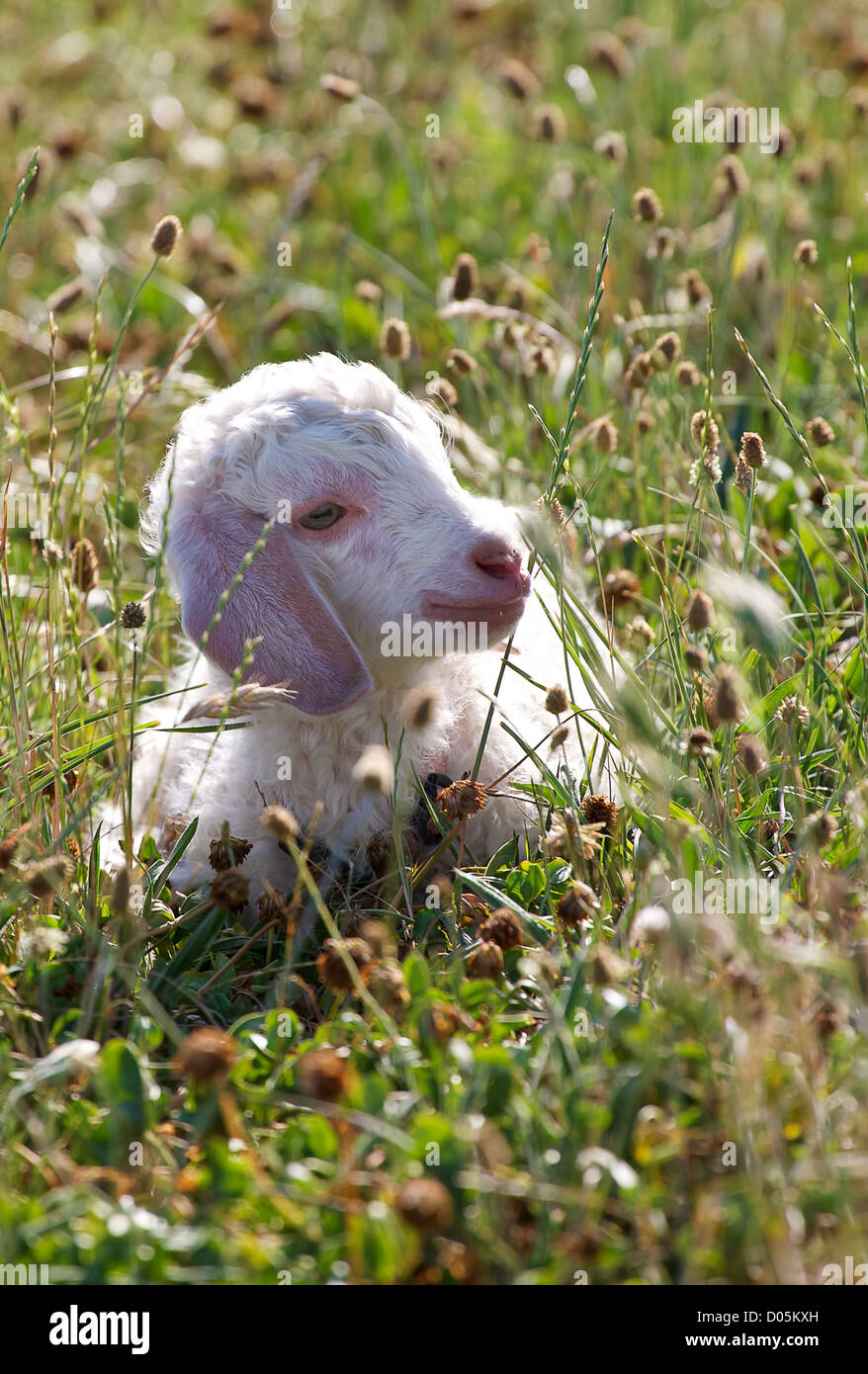 Ein Angora-Ziege Kind, nur ein paar Tage alt, liegen in der Wiese Stockfoto