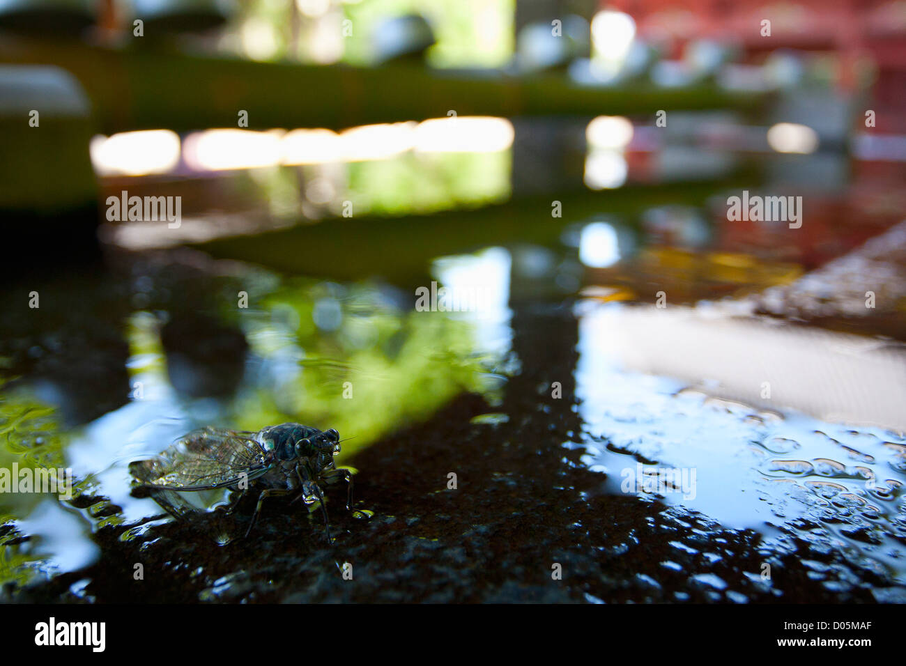 Temizuya der Nezu shurine Stockfoto