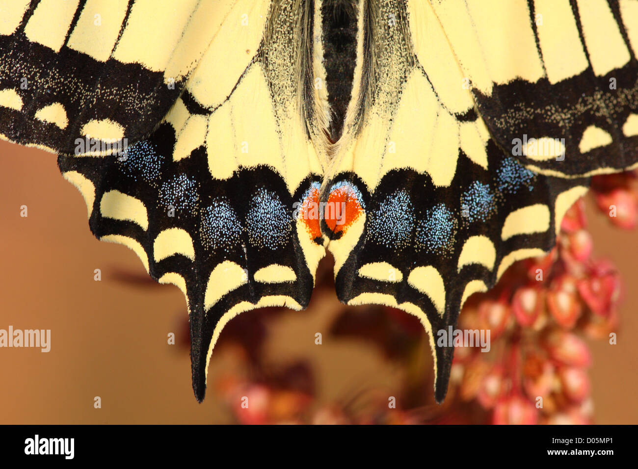 Ende der Schwalbenschwanz-Schmetterling (Papilio Machaon) Stockfoto