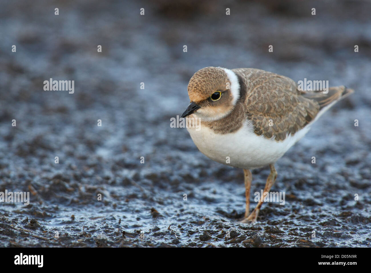 Juvenile Flussregenpfeifer (Charadrius Dubius), Europa Stockfoto