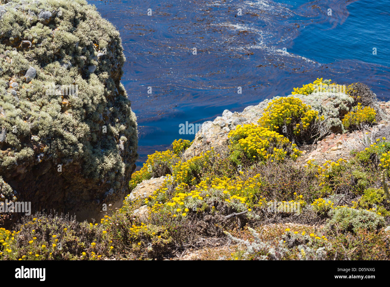 Point Lobos, Kalifornien, Naturschutzgebiet und malerischen Landzunge. Maritime Wildblumen Bevölkerung. Stockfoto