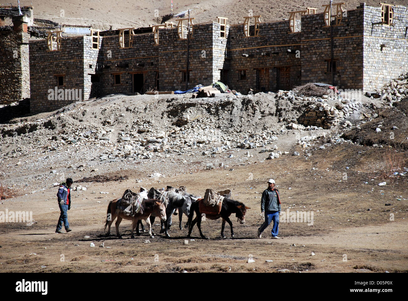 Ponys für den Transport Pass vor einem teilweise bauen Haus in der Ortschaft dho tarap in der Region dolpo Nepal verwendet Stockfoto