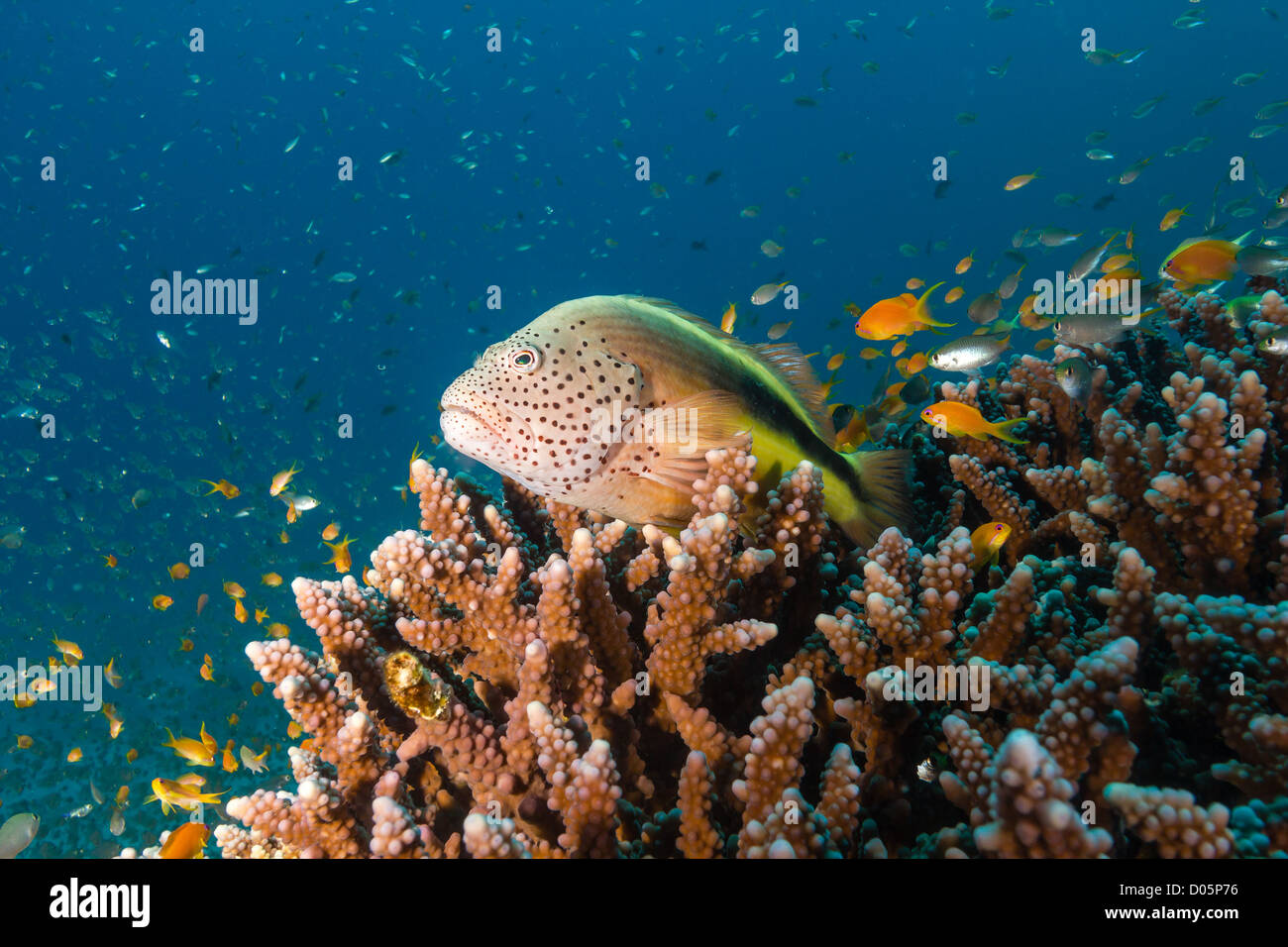 Ein Zackenbarsch hockt auf einer Steinkorallen, umgeben von Anthias an einem tropischen Korallenriff im Roten Meer Stockfoto