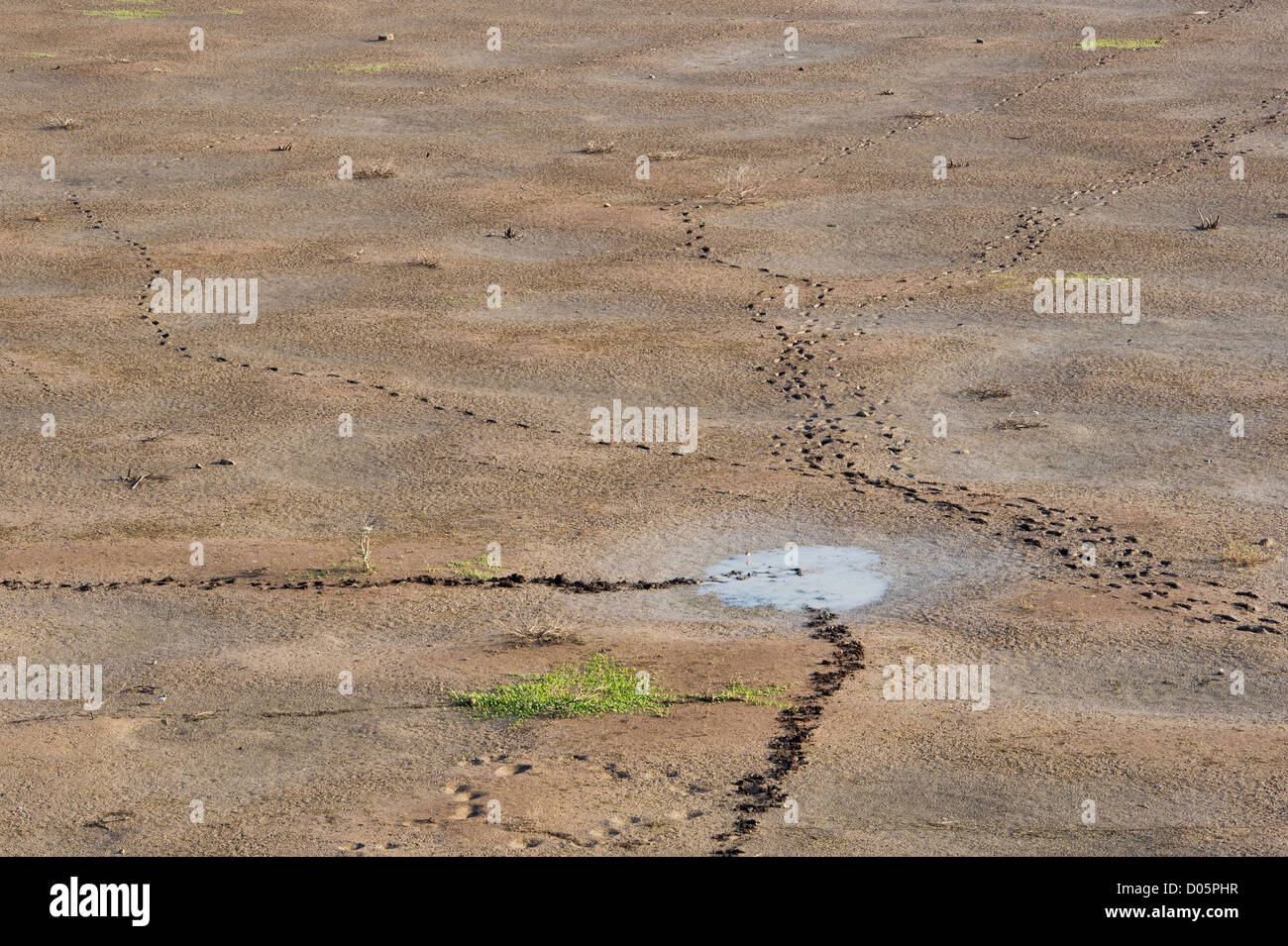 Tierspuren und Fußabdrücke auf ein Austrocknen der indischen See. Andhra Pradesh, Indien Stockfoto