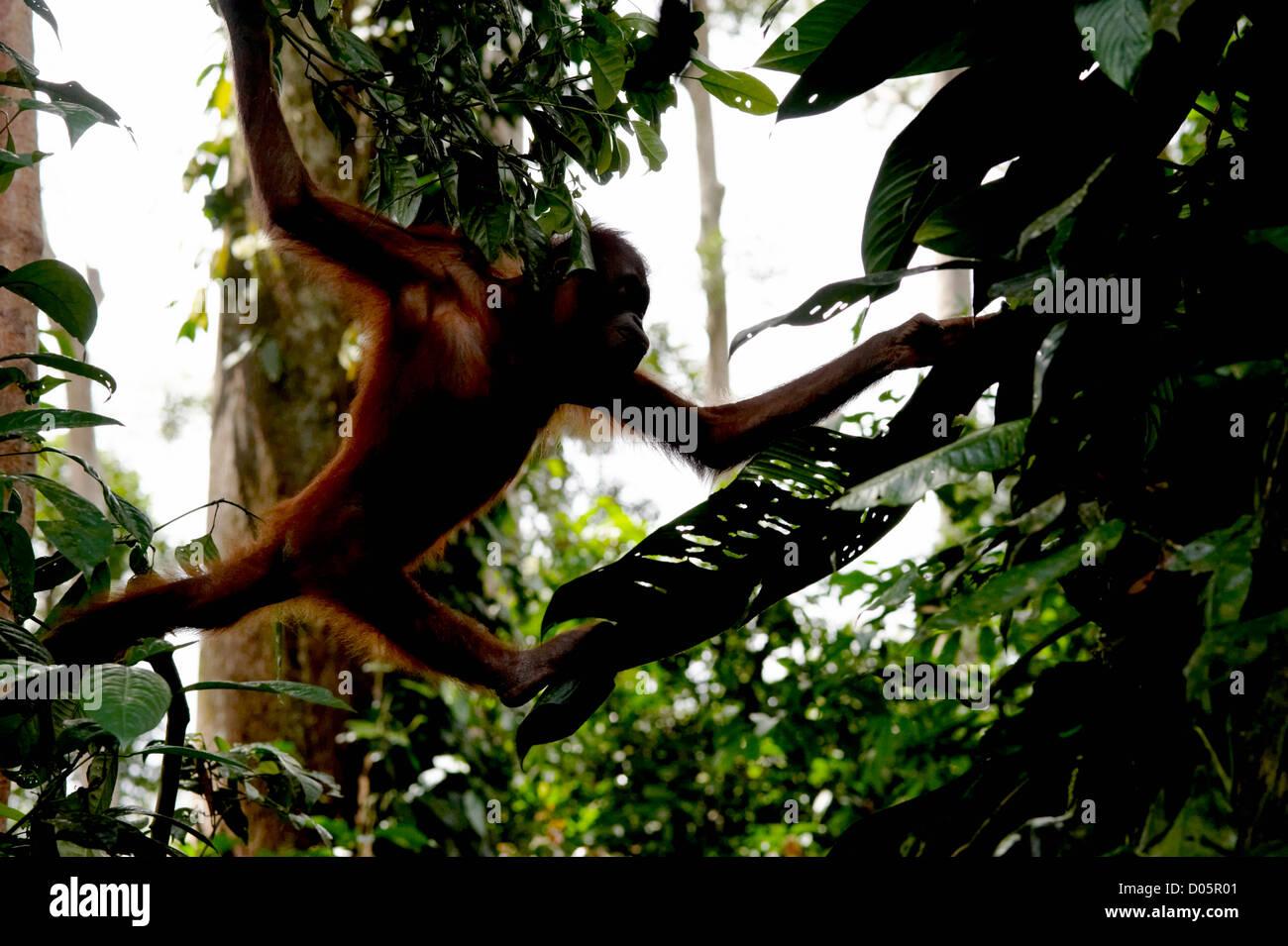 Klettern durch Bäume im Sepilok Orang Utan Rehabilitation Centre, Sandakan, Borneo Orang-Utan Stockfoto