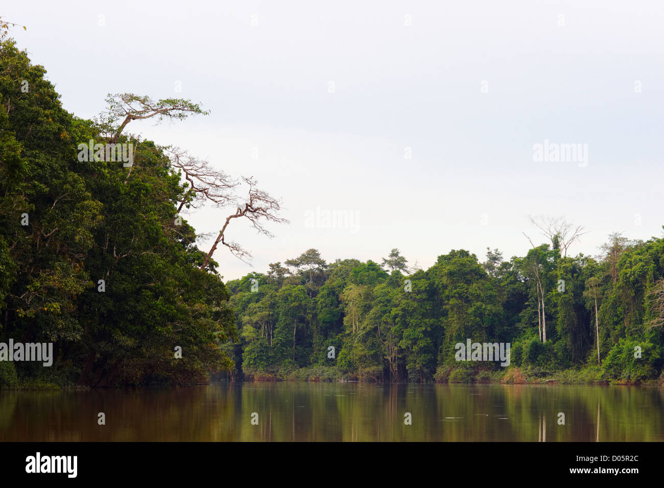 Kinabatangan Fluss, Sabah, Borneo Stockfoto