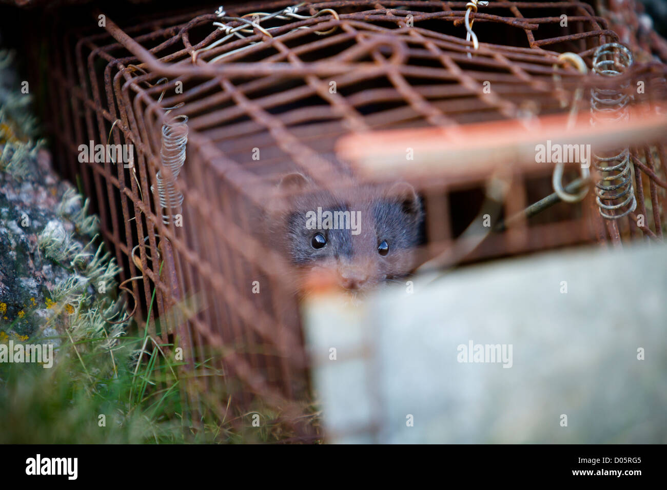 Eine nicht native American mink auf humane Trap in Schottland gefangen. Erhaltung Arbeit dieser destruktiven gebietsfremder Arten zu kontrollieren Stockfoto