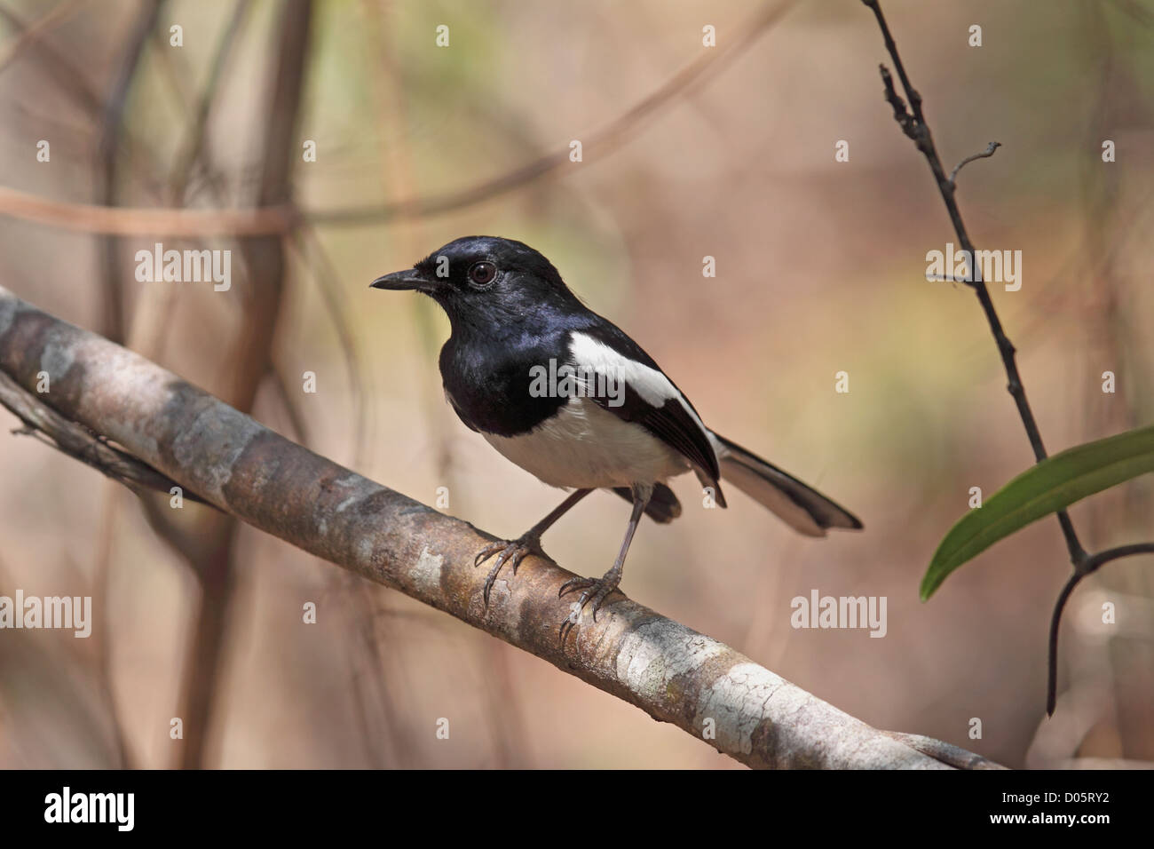 Madagaskar Magpie Robin thront auf Zweig Stockfoto