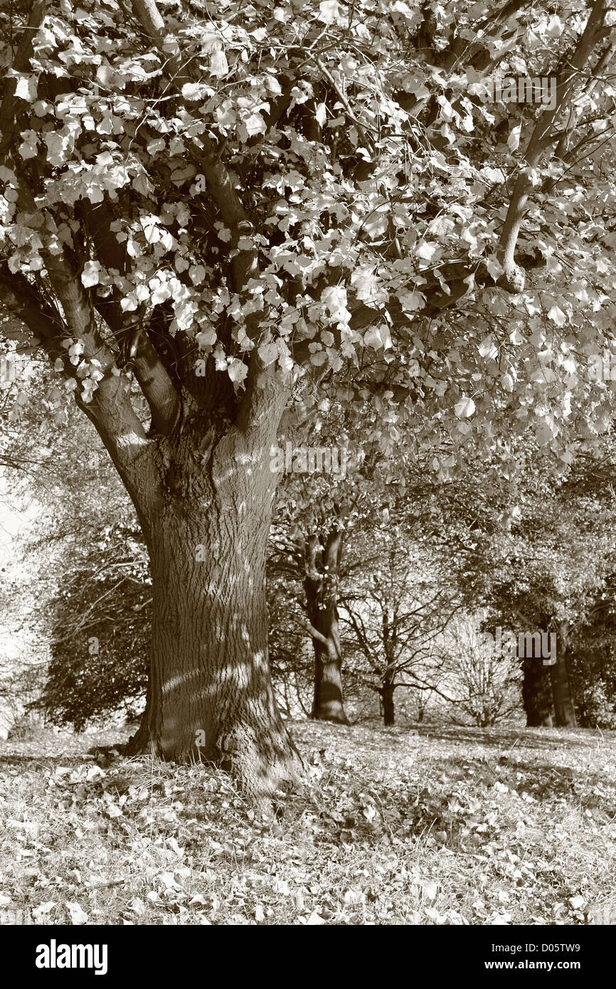 Sepia Herbst Baum am Ufer mit gelben Blättern Stockfoto