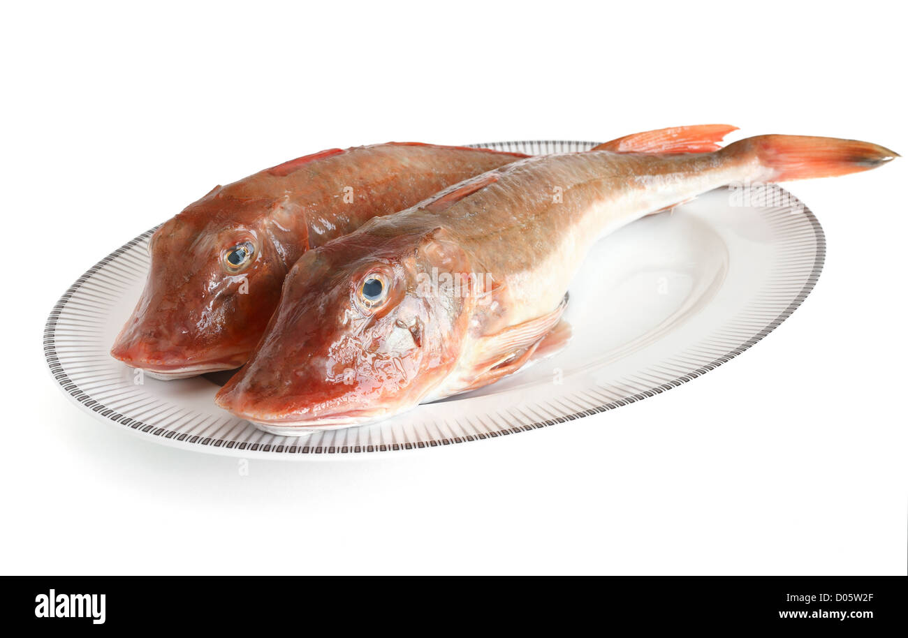 Platte mit zwei Tub Gurnard isoliert auf weiss mit Beschneidungspfad Stockfoto