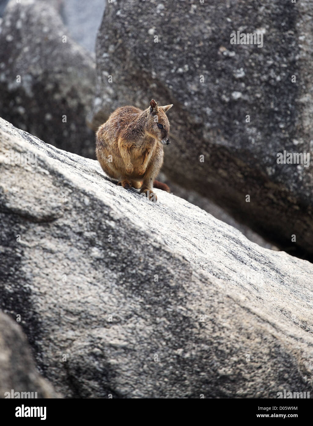 ein Rock Wallaby sitzt auf einem Felsvorsprung Granit Stockfoto