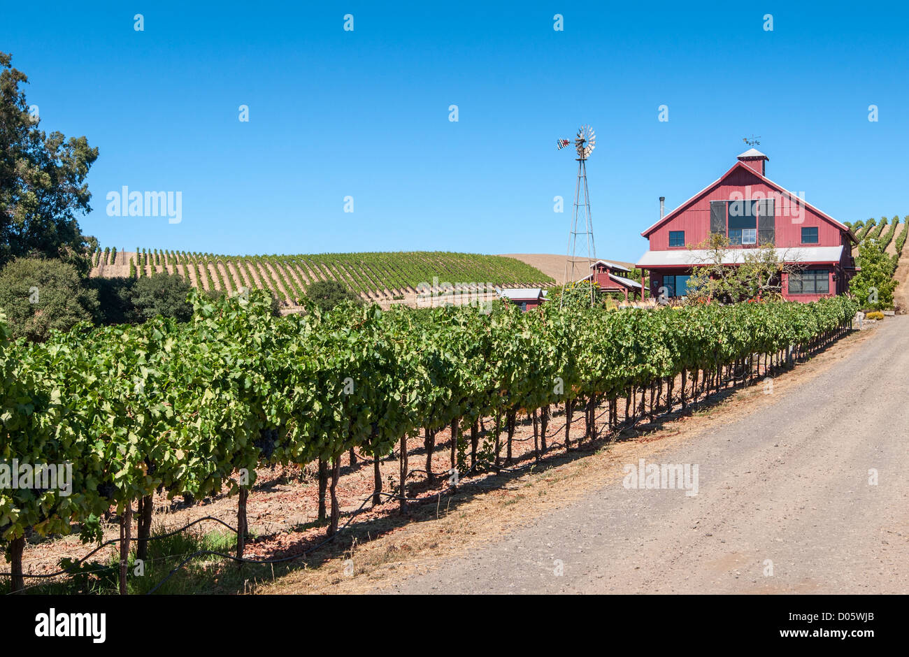 Schöne Aussicht auf Wein Weingüter im Napa Valley. Stockfoto