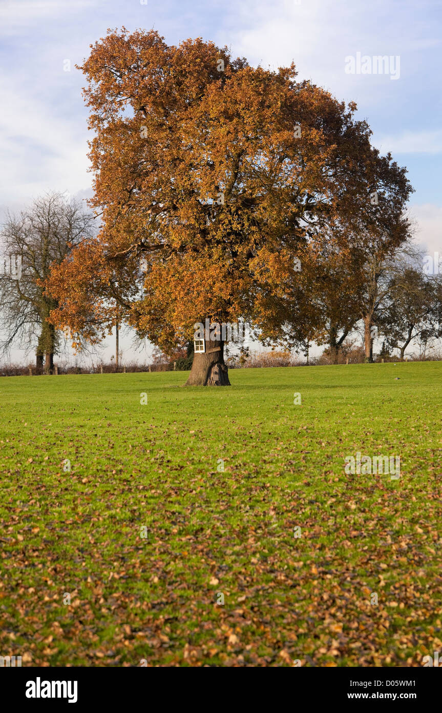 Baum im Herbst, Borehamwood, Hertfordshire, England, UK. Stockfoto