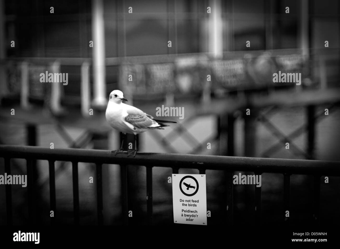 Vogel neben 'Tun nicht Feed The Birds' Zeichen in Cardiff Bay Stockfoto