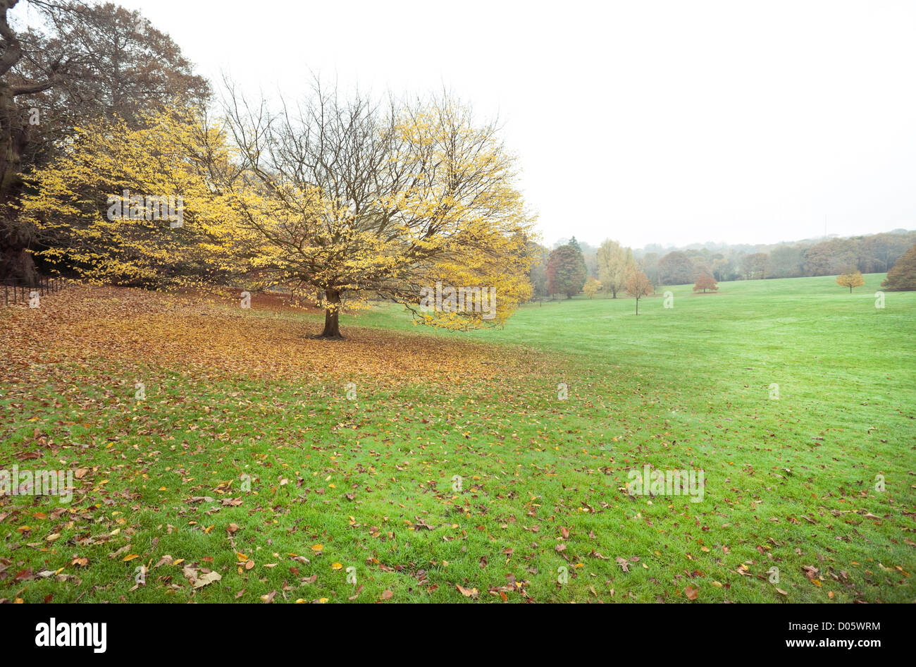 Eine isolierte Baum mit Gefallenen gelbe Blätter auf einem Feld von Gras, Hampstead Heath, Hampstead, London, England, UK. Stockfoto