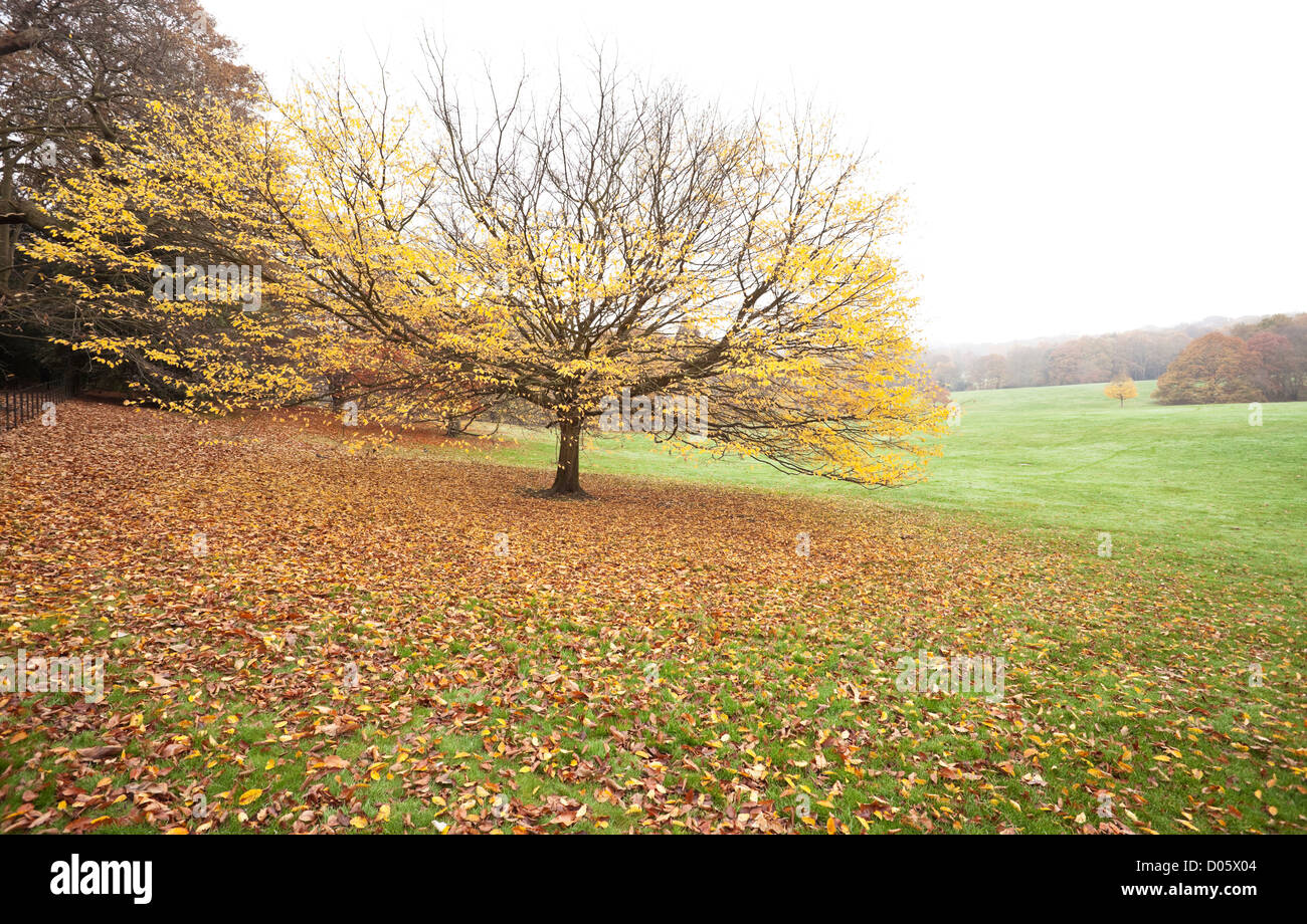 Herbstblätter fallen um einen Baum in einem grasbewachsenen Feld, Hampstead Heath, Hampstead, London, England, Großbritannien. Stockfoto