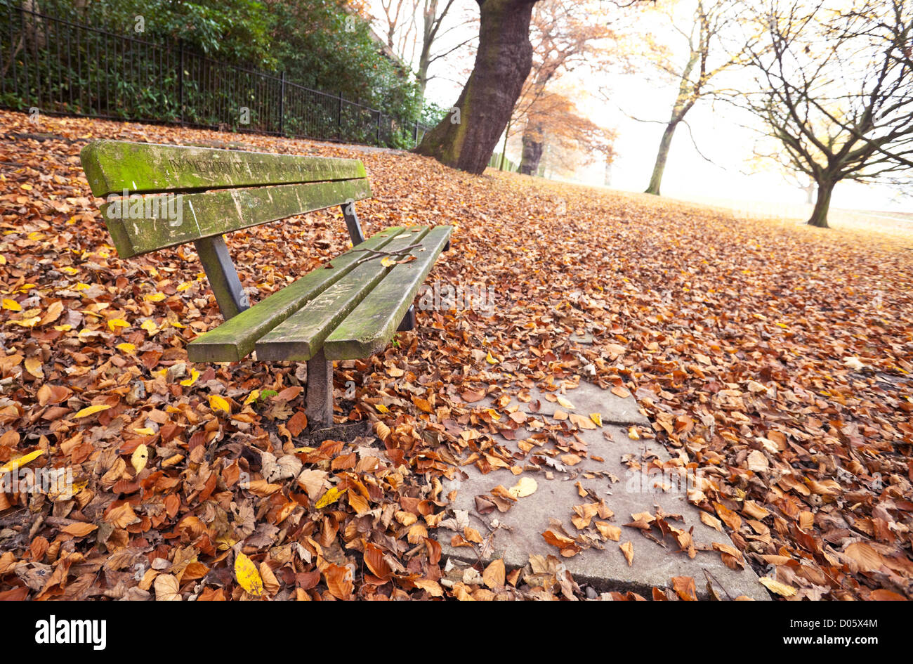 Holzbank in einem grünen Feld an einem Herbsttag, Hampstead Heath, London, England, UK Stockfoto