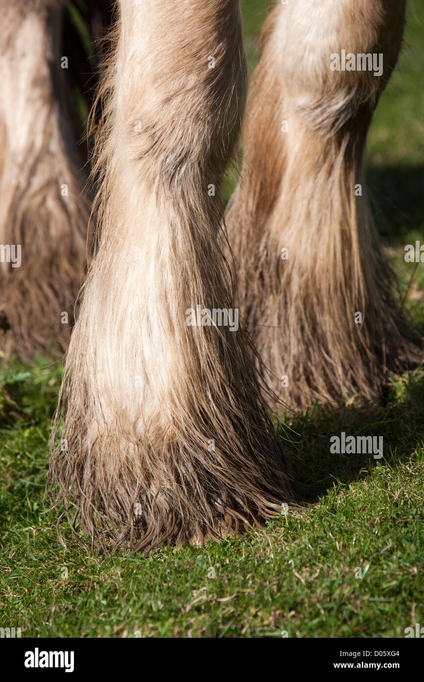 Langhaarige Pferde Füße Stockfoto Langhaarige Pferde Füße Stockfoto