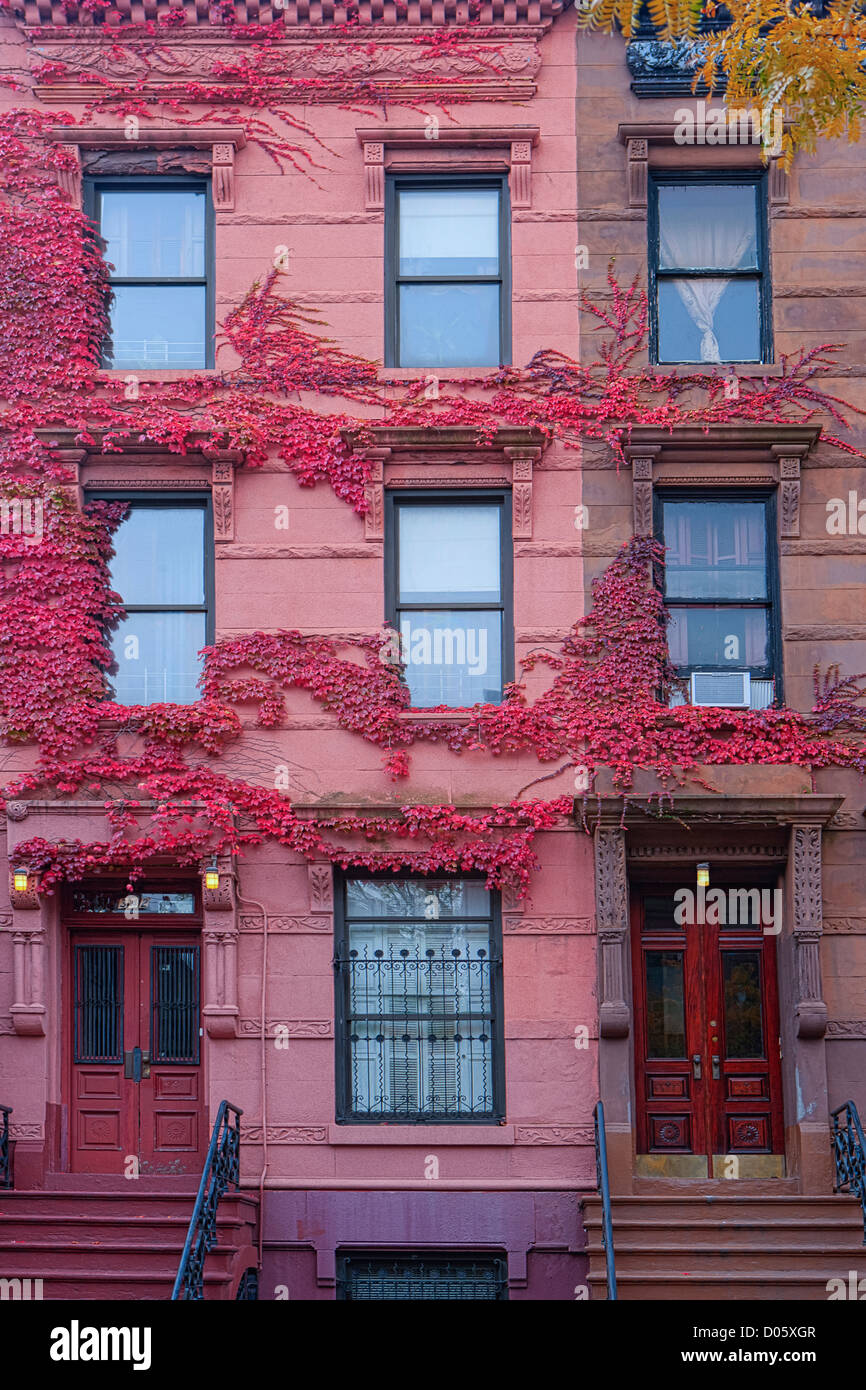 Harlem Brownstone Side by Side mit rosa Efeu, New York, USA Stockfoto