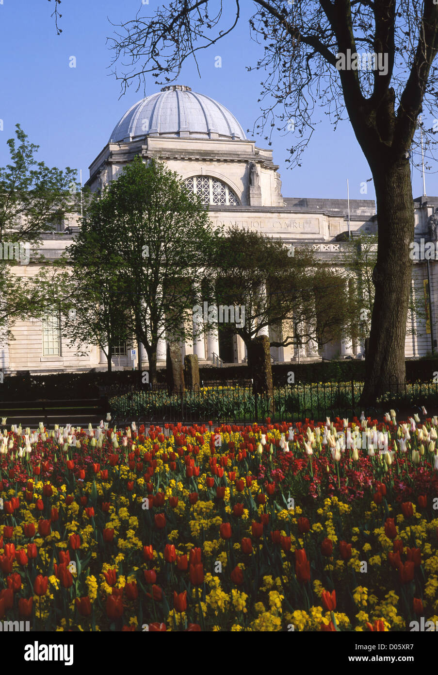 National Museum & von Wales Civic Centre Galerieansicht von Gorsedd Gärten Tulpen im Frühling NMGW Cardiff South Wales UK Stockfoto