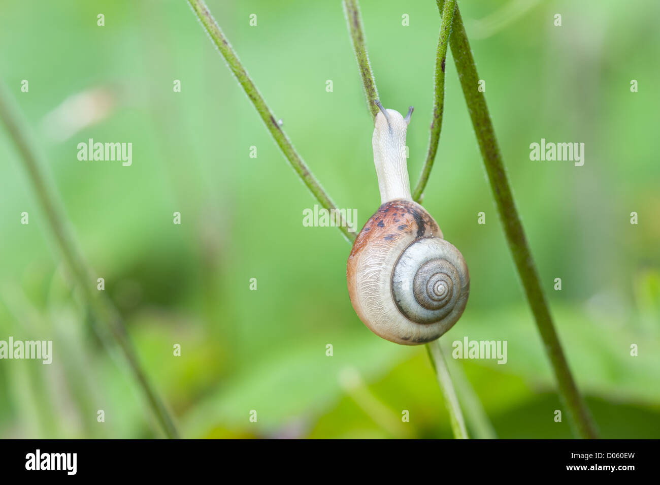 Gemeinsamer Garten Schnecke vorsichtig Klettern auf schlanken Stiel kontrastieren mit grünem Laub im Hintergrund Stockfoto