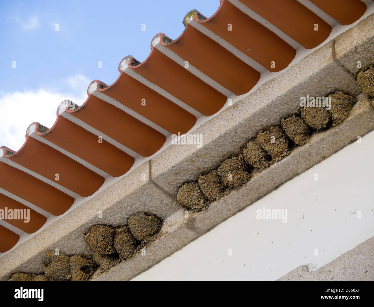 Schwalbennester auf einem Gebäude Dachsparren Stockfoto