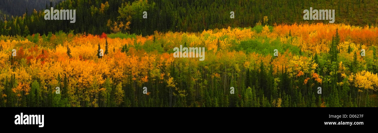 Panorama der Herbst Farbe in Denali Nationalpark, Alaska. Stockfoto
