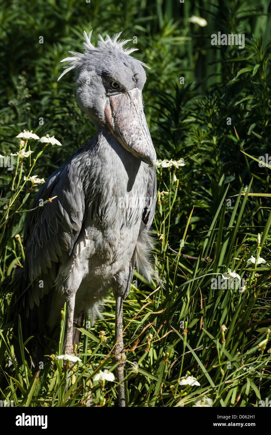 San Diego-Safari-Park - Schuhschnabel Storch. Stockfoto