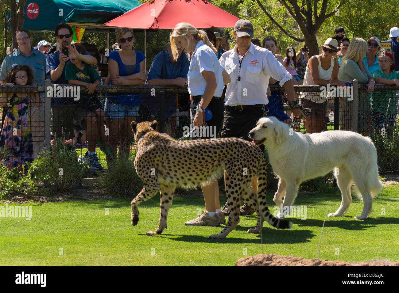 San Diego-Safari-Park - Gepard Geschwindigkeit Studien. Arbeiten mit Gepard Begleithund. Stockfoto