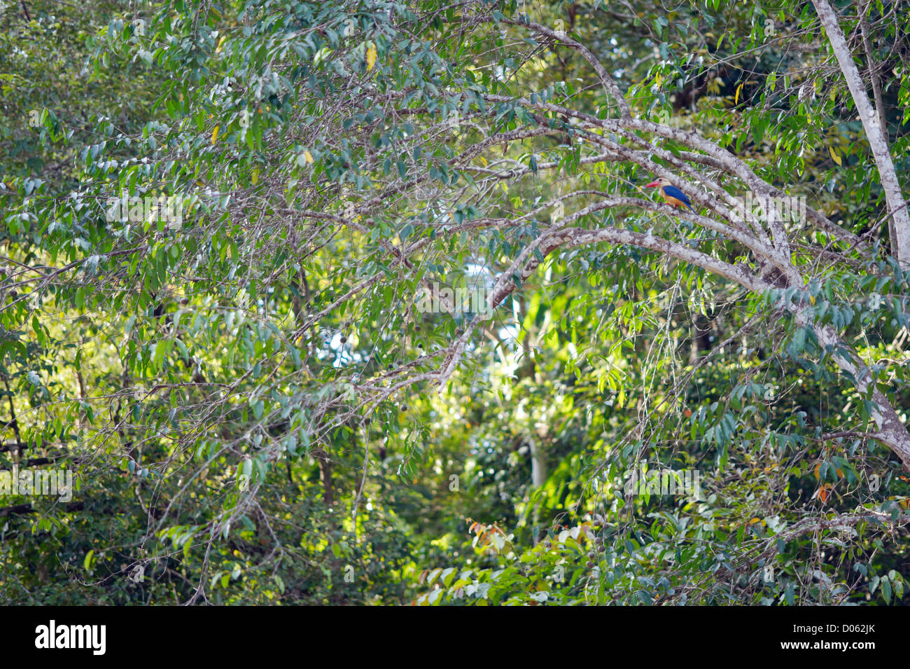 Storch-billed Kingfisher (Pelargopsis Capensis), Kinabatangan Fluss, Sabah, Borneo Stockfoto