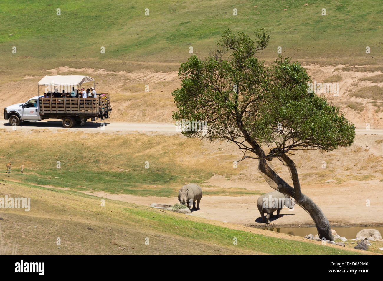San Diego Safari Park - Rhino und Tour Fahrzeug. Stockfoto San Diego Safari Park - Rhino und Tour Fahrzeug. Stockfoto