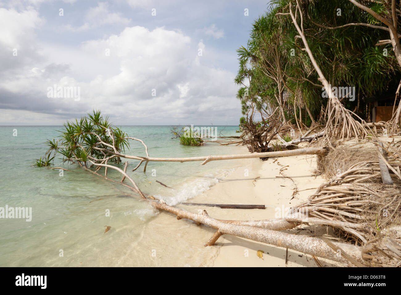 Schraube-Kiefern (Panadanus) verloren gehen, das Meer, Lankayan Insel Borneo Stockfoto