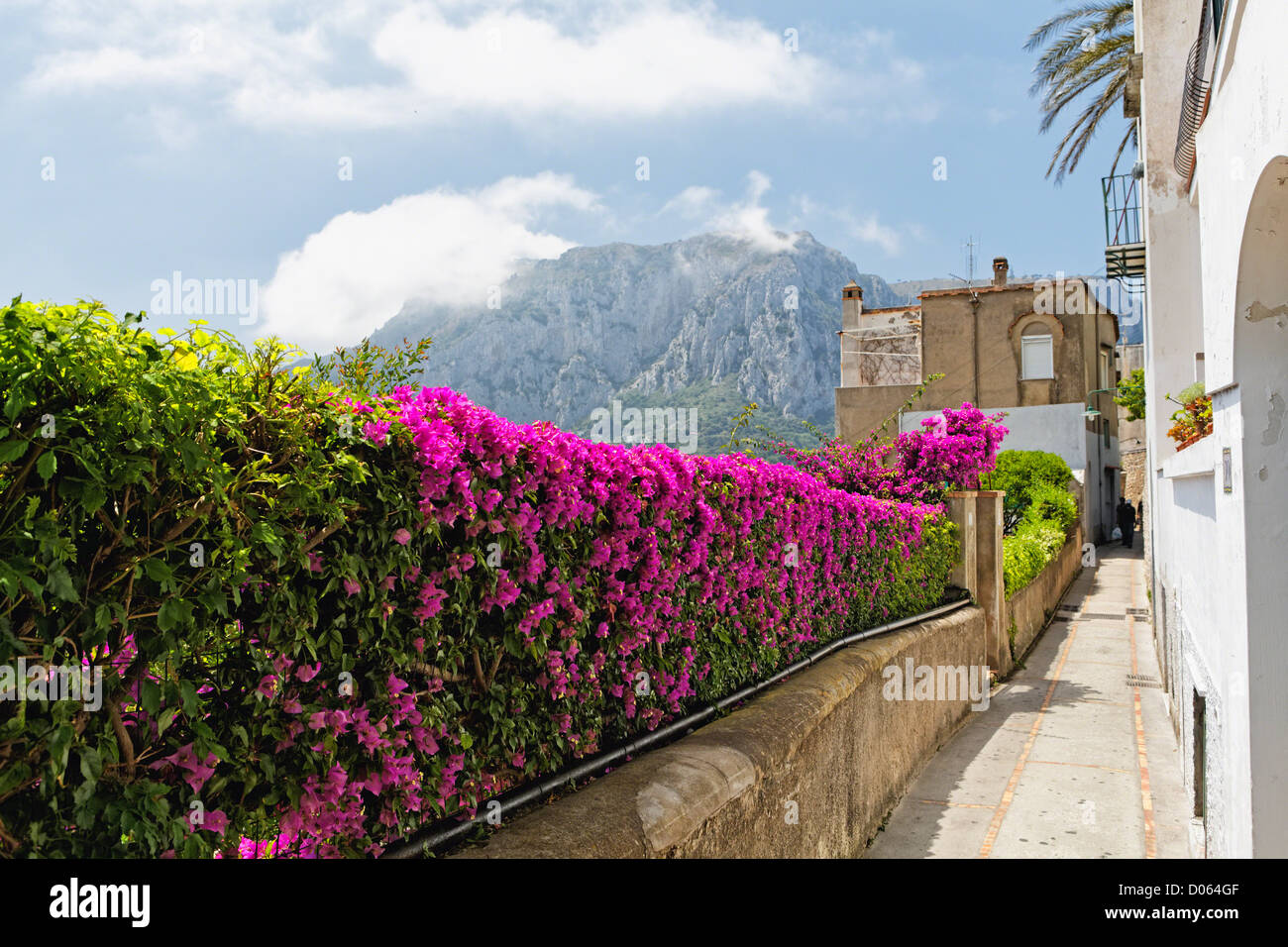 Blühende Blumen an einem Zaun entlang einer Gasse, Capri, Kampanien, Italien Stockfoto